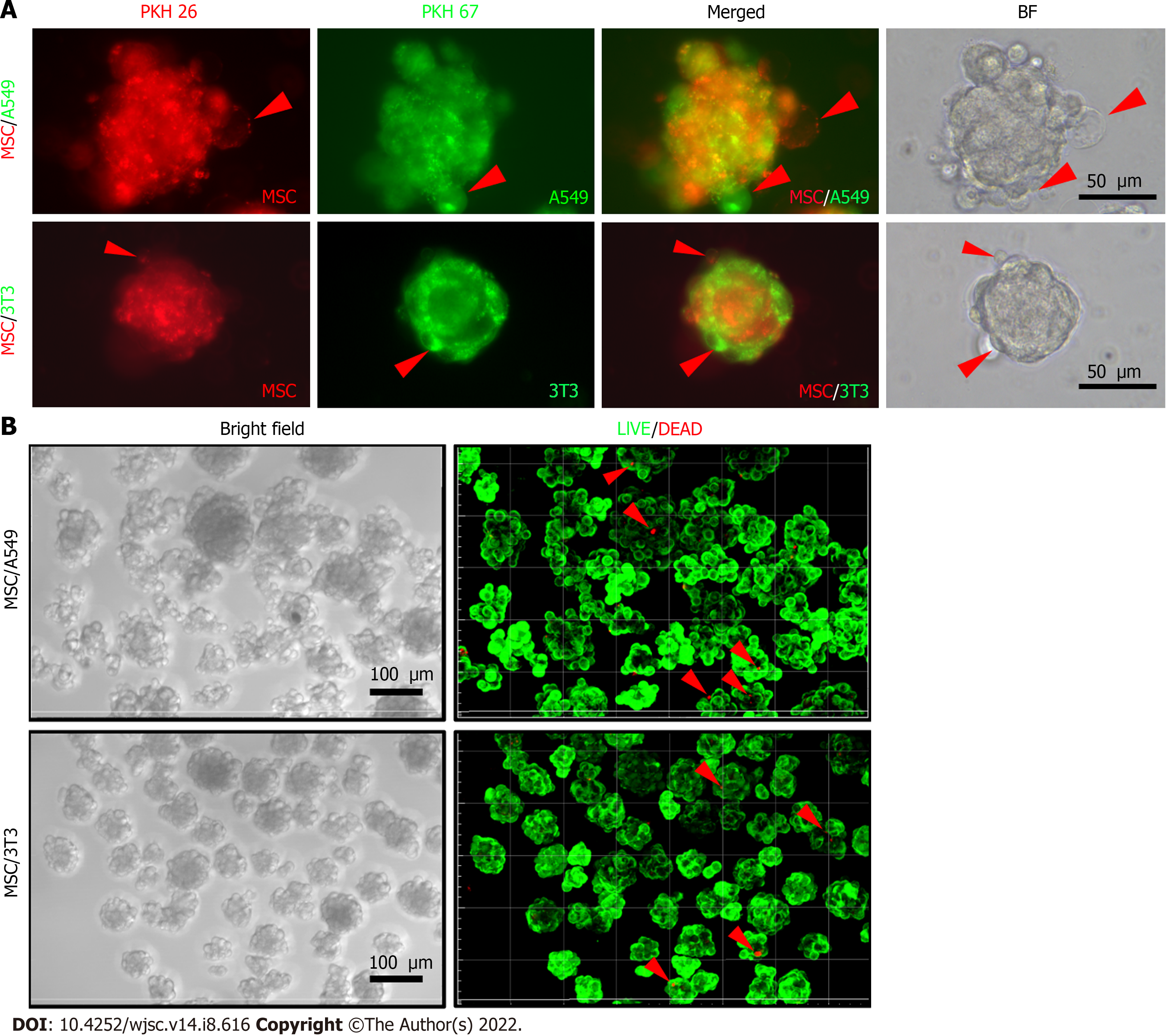 of membrane fluidity for mesenchymal stem spheroids on biomaterial surfaces