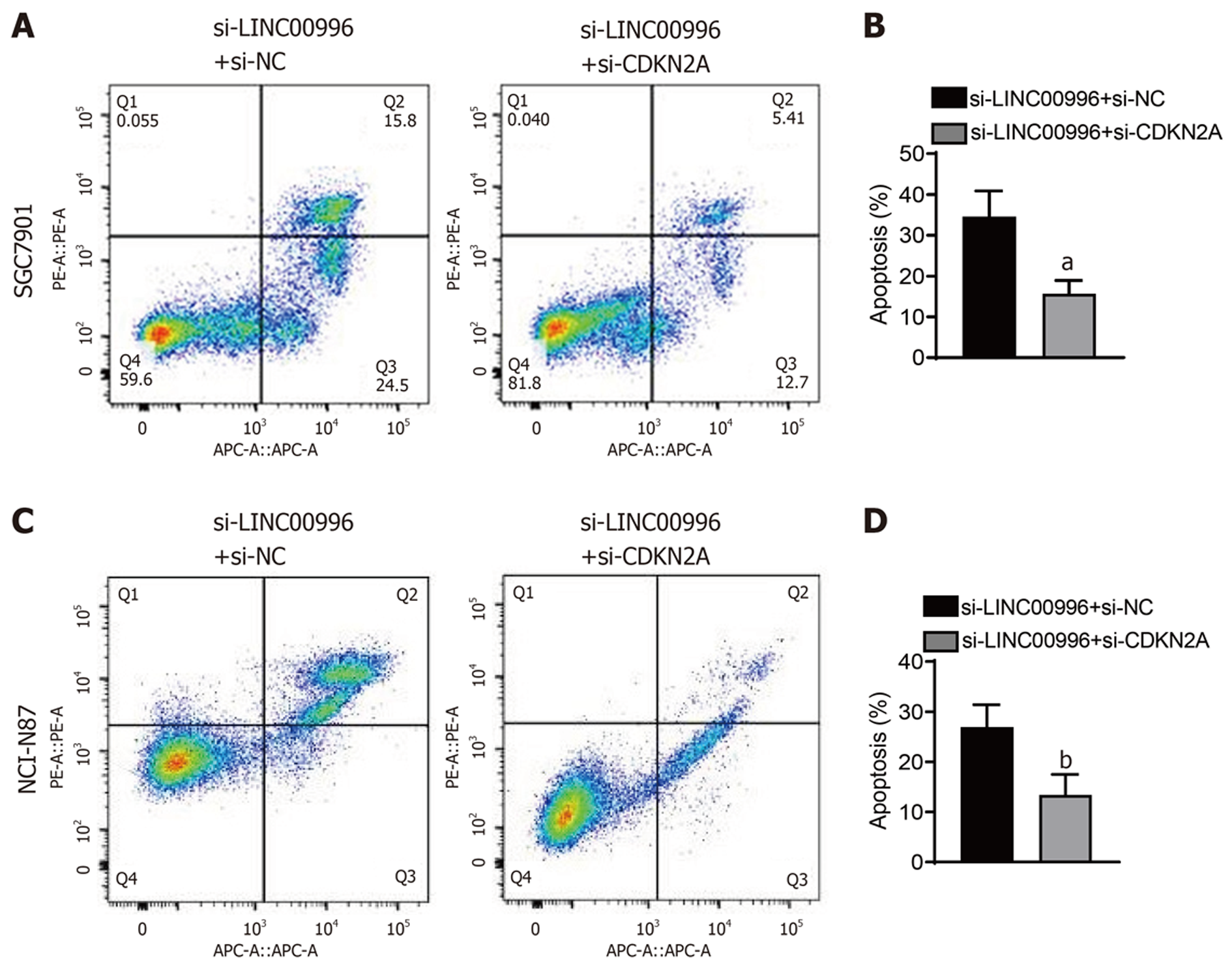 长链非编码RNA LINC00996通过抑制CDKN2A促进胃癌进展