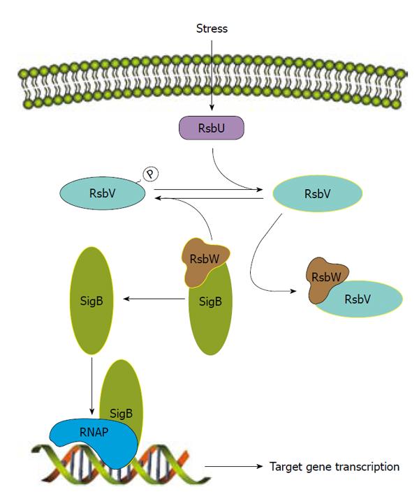 Frontiers  Cross-Talk between Staphylococcus aureus and Other  Staphylococcal Species via the agr Quorum Sensing System