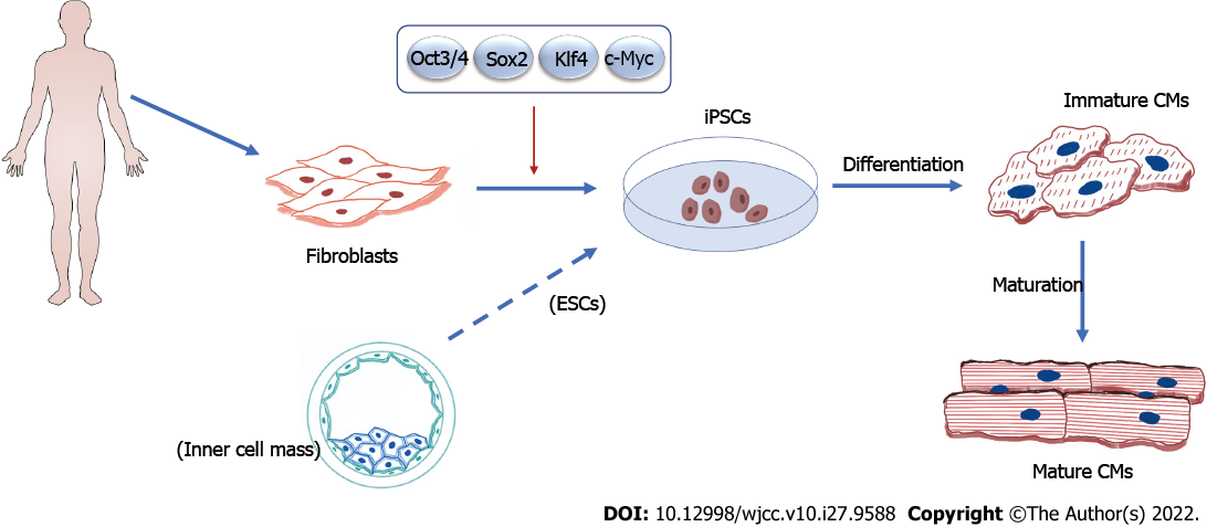 induced pluripotent stem cells