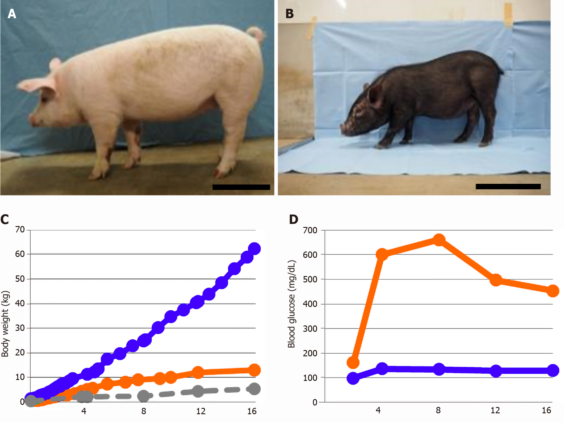 Feasibility of large experimental animal models in testing novel  therapeutic strategies for diabetes