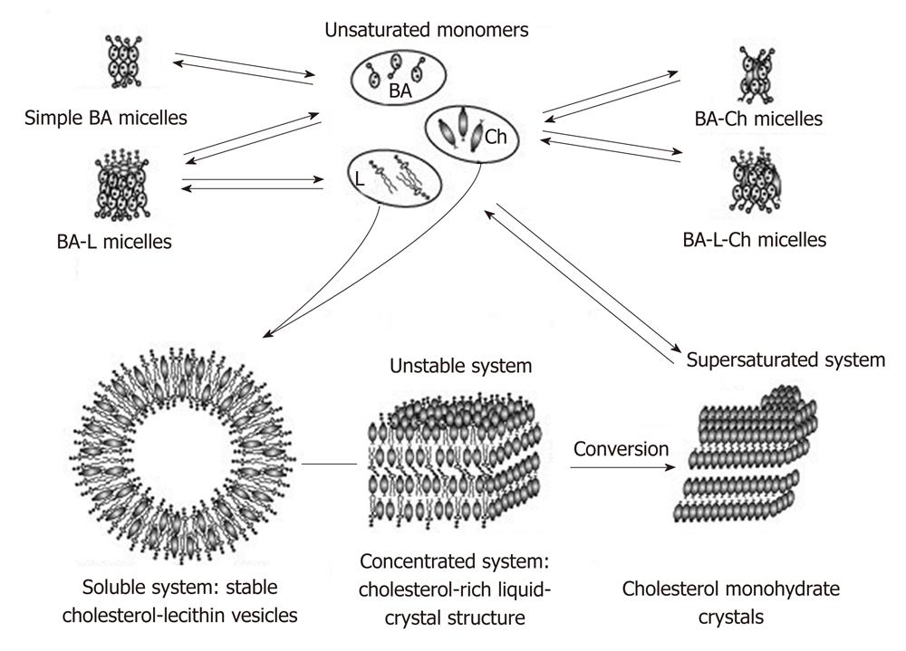 Pathophysiology Of Cholelithiasis In Flow Chart