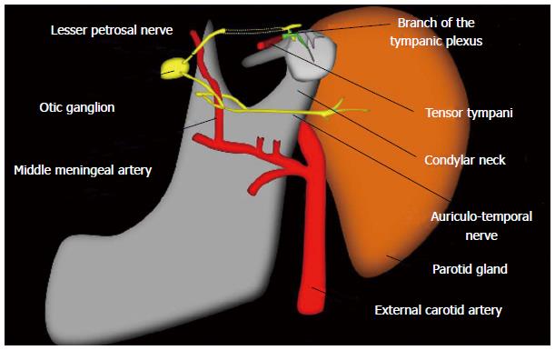 Clinical Anatomy Of The Tympanic Nerve: A Review, 41% OFF