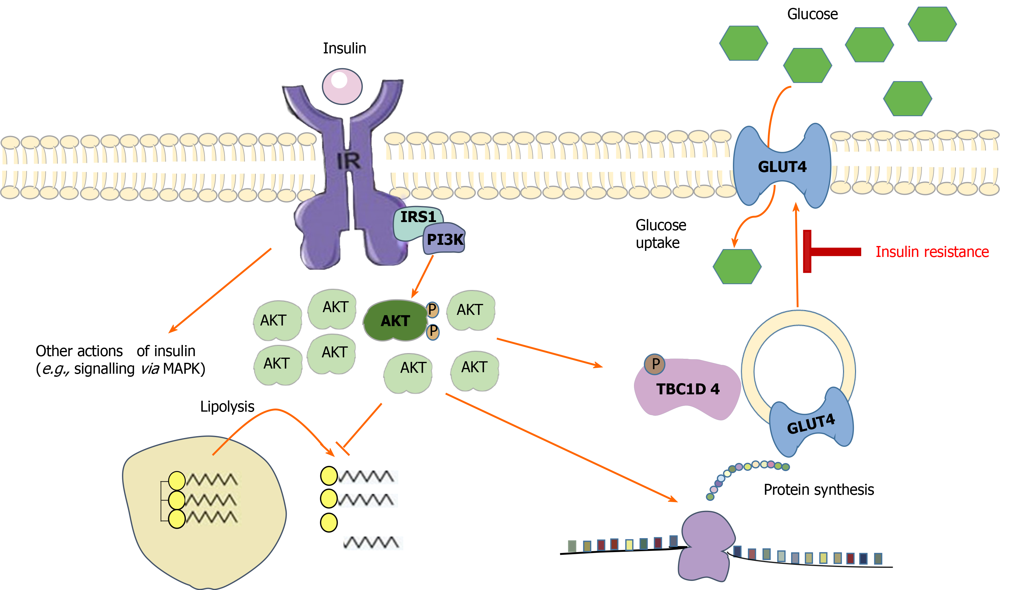 Effect Of Resistance Exercise On Insulin Sensitivity Of Skeletal Muscle