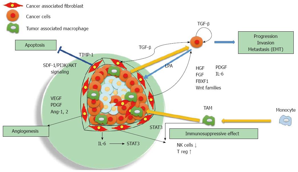 Cancer Associated Fibroblasts In Hepatocellular Carcinoma