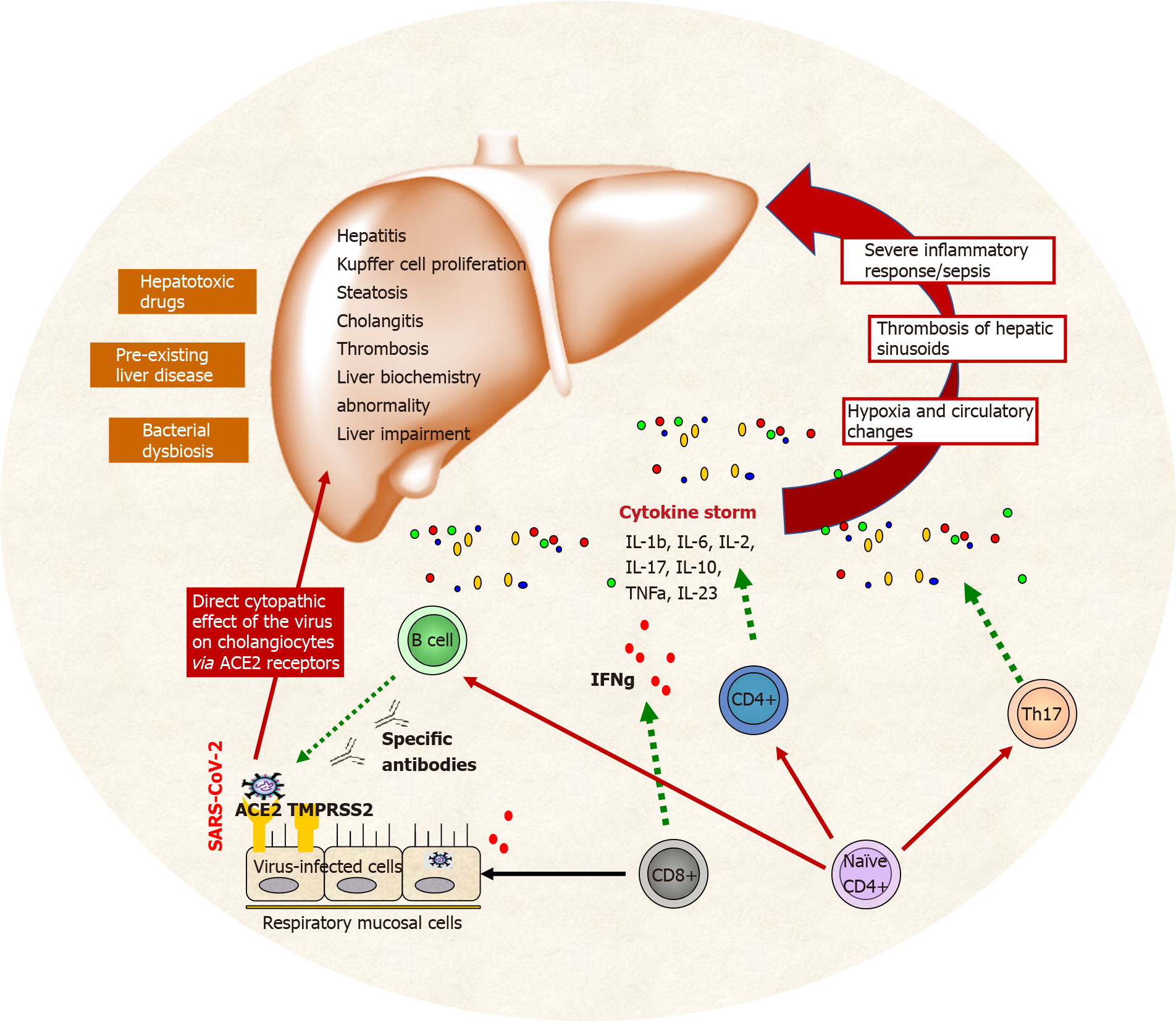 Liver dysfunction as a cytokine storm manifestation and prognostic ...