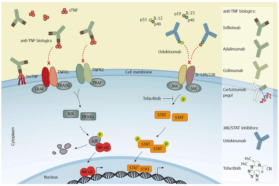 Inflammatory pathways of importance for management of