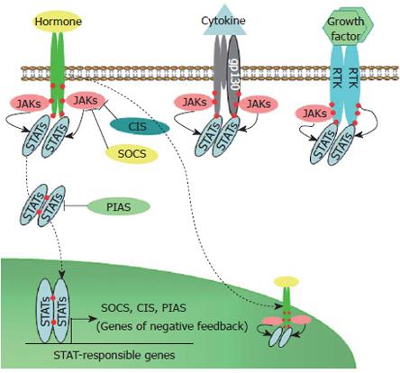 jak stat pathway rtk signaling progression cholangiocarcinoma factors cytokines relevant carcinogenesis growth schematic induced