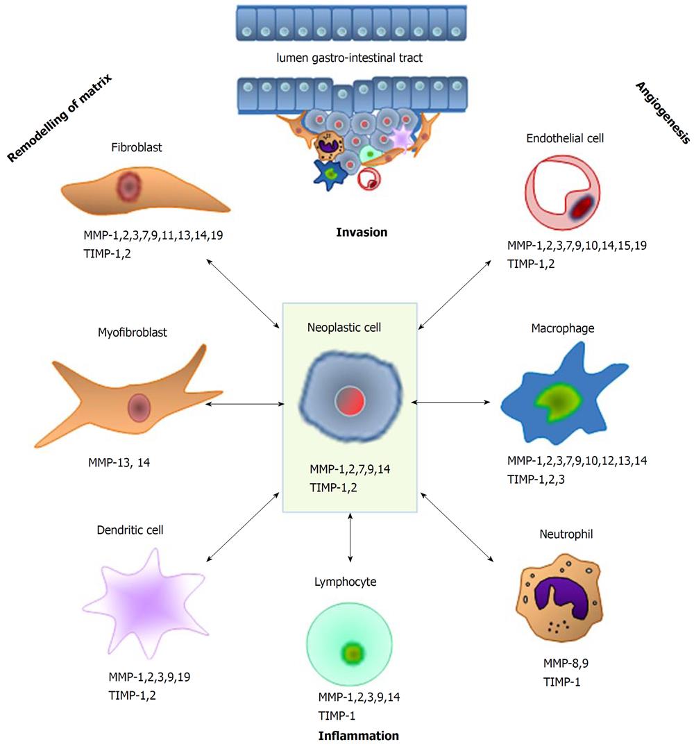 matrix metalloproteinases mmp 1 - métalloprotéase définition