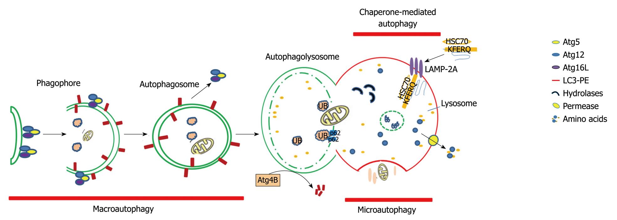 Role of autophagy in liver physiology and pathophysiology