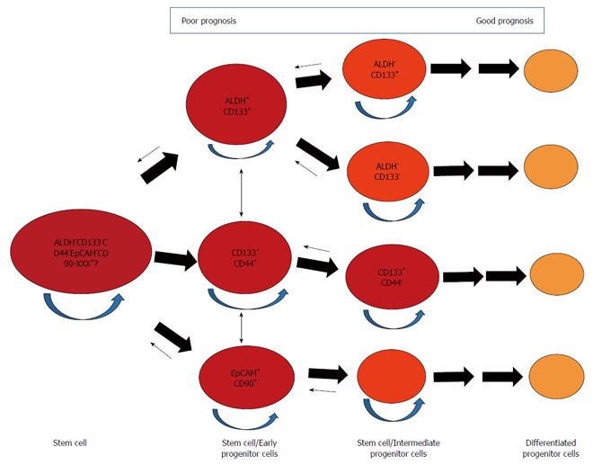 Liver cancer stem cell markers Progression and