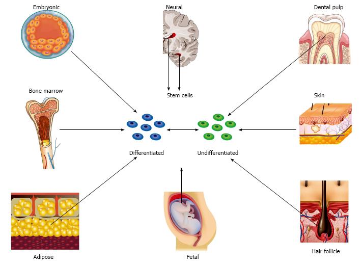 Augmenting peripheral nerve regeneration using stem cells: A review of