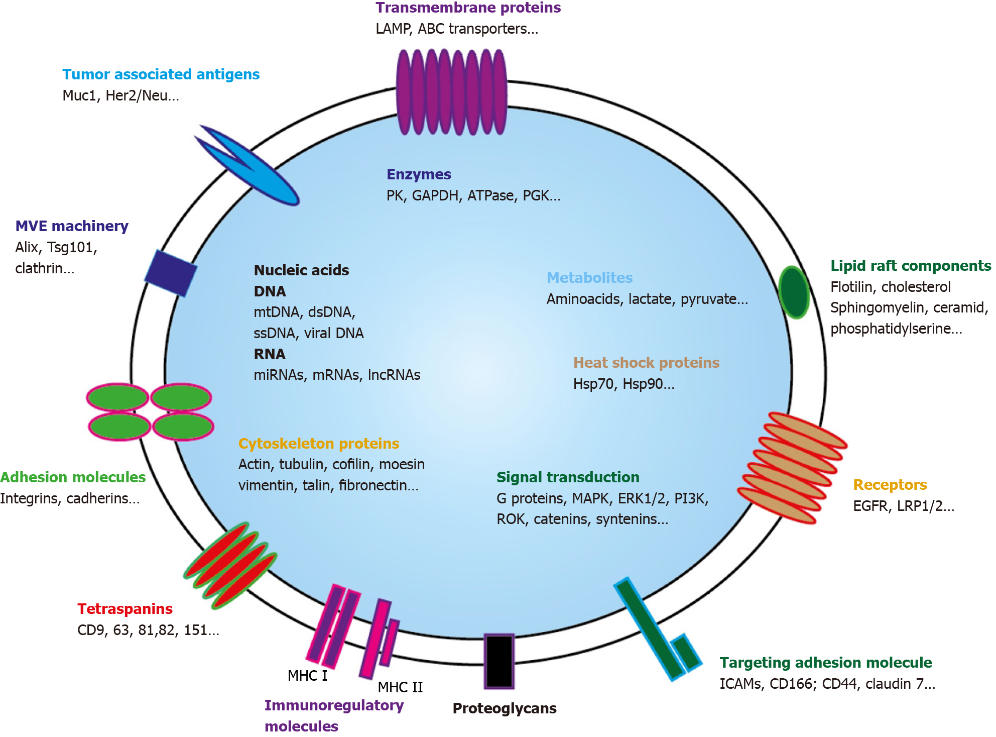 Extracellular vesicles: General features and usefulness in 