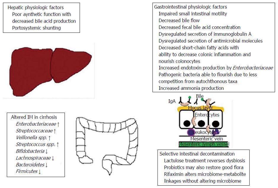 Implication of the intestinal microbiome in complications of cirrhosis