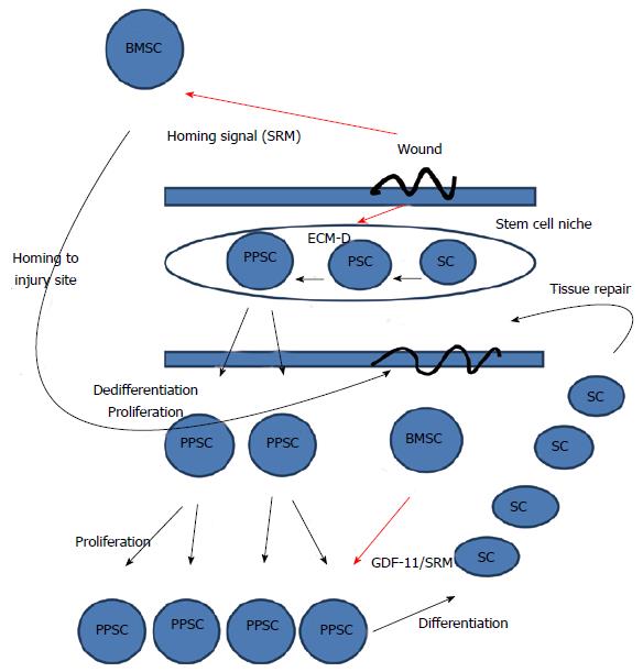 Systems Biology Approach To Developing S2rm Based Ldquo Systems