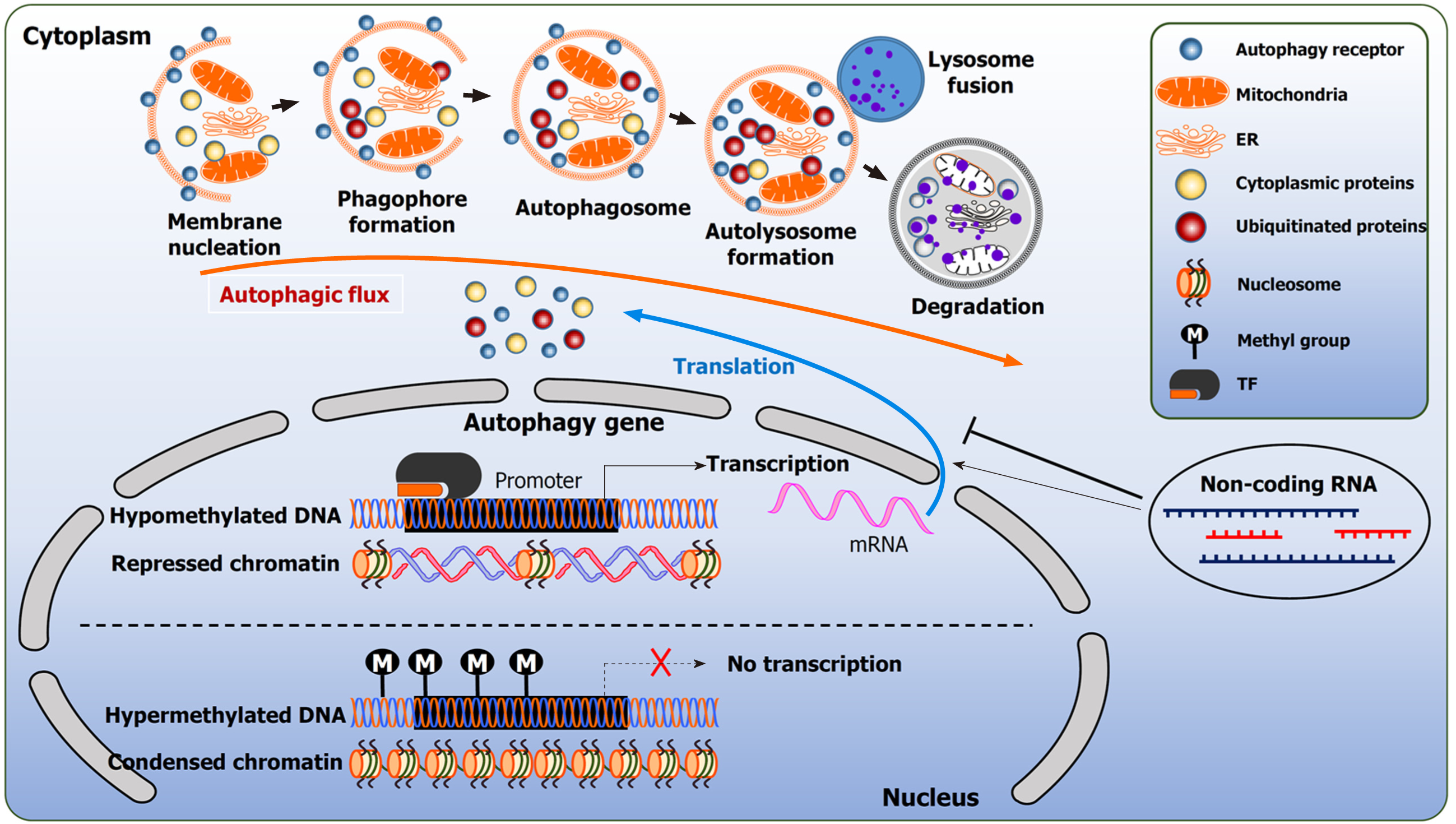 Epigenetic regulation of autophagy: A key modification in cancer 