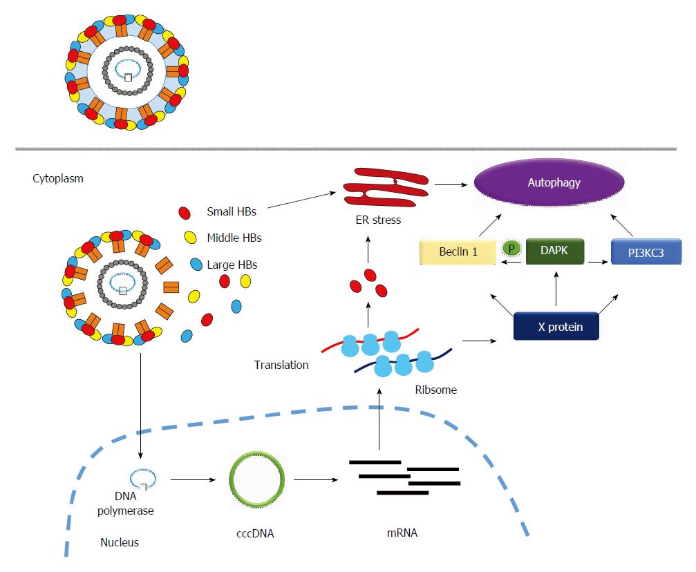 Autophagy and microRNA in hepatitis B virus-related hepatocellular Sns-Brigh10