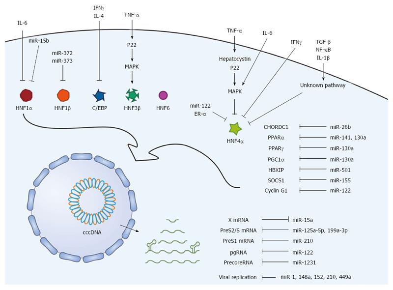 Roles of hepatocyte nuclear factors in hepatitis B virus ...