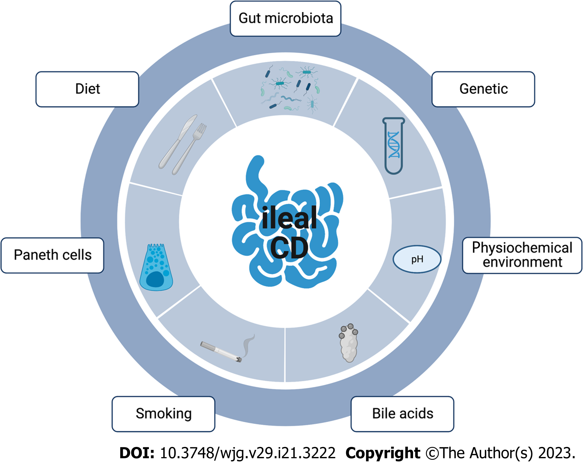 Location is important: differentiation between ileal and colonic Crohn's  disease