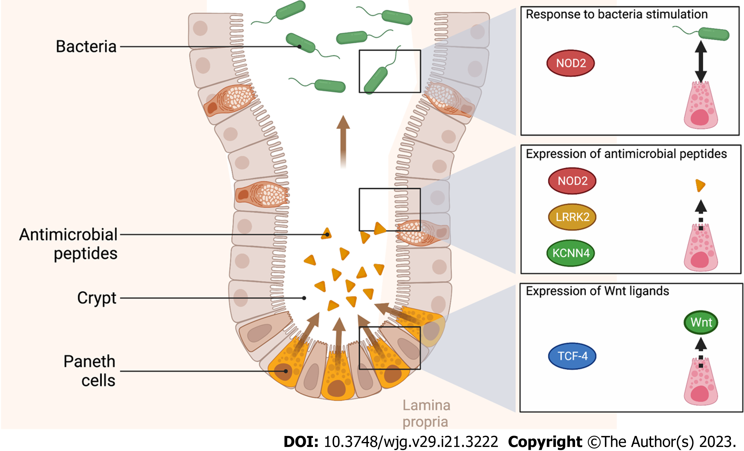 Crohn's Disease Features in Anastomotic Biopsies from Patients