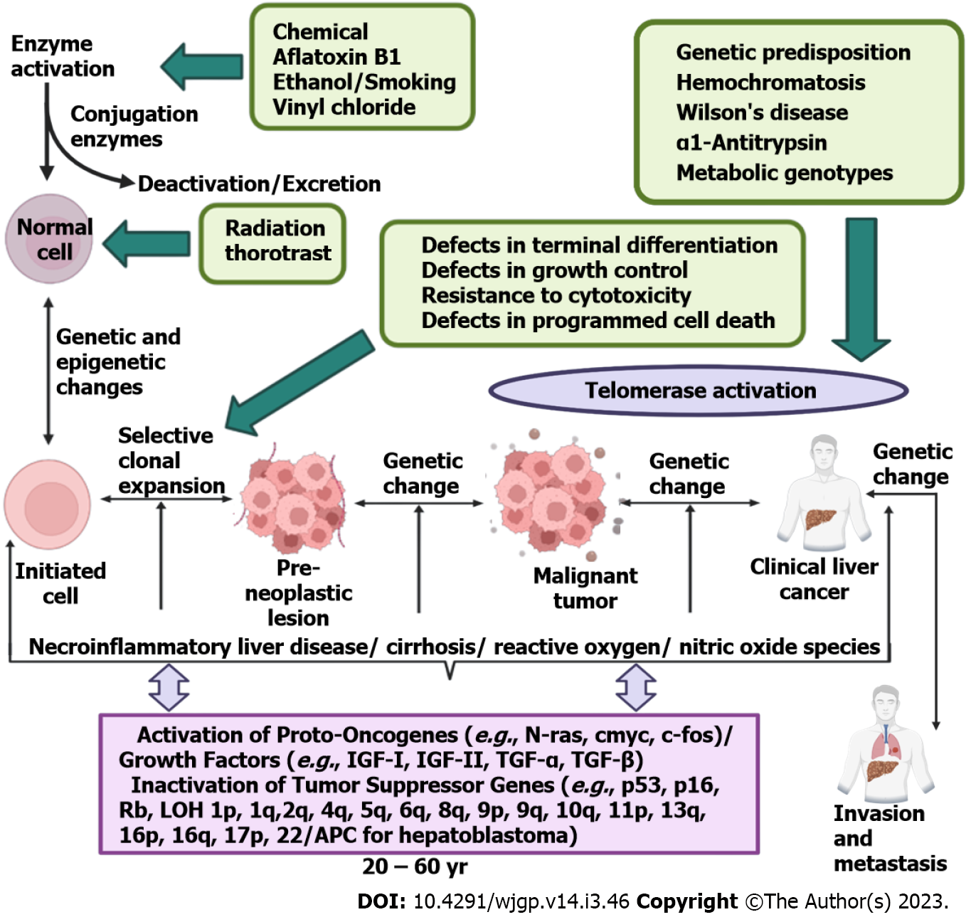 Role of p53 suppression in the pathogenesis of hepatocellular 