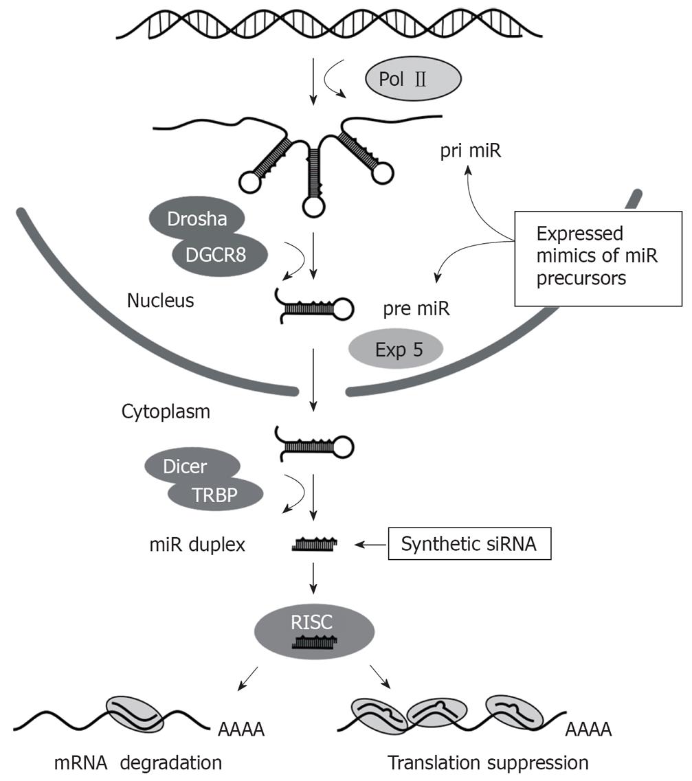 Harnessing the RNA interference pathway to advance treatment and ...