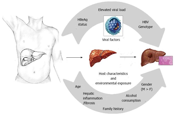 Risk Calculators For Hepatocellular Carcinoma In Patients Affected With Chronic Hepatitis B In Asia 