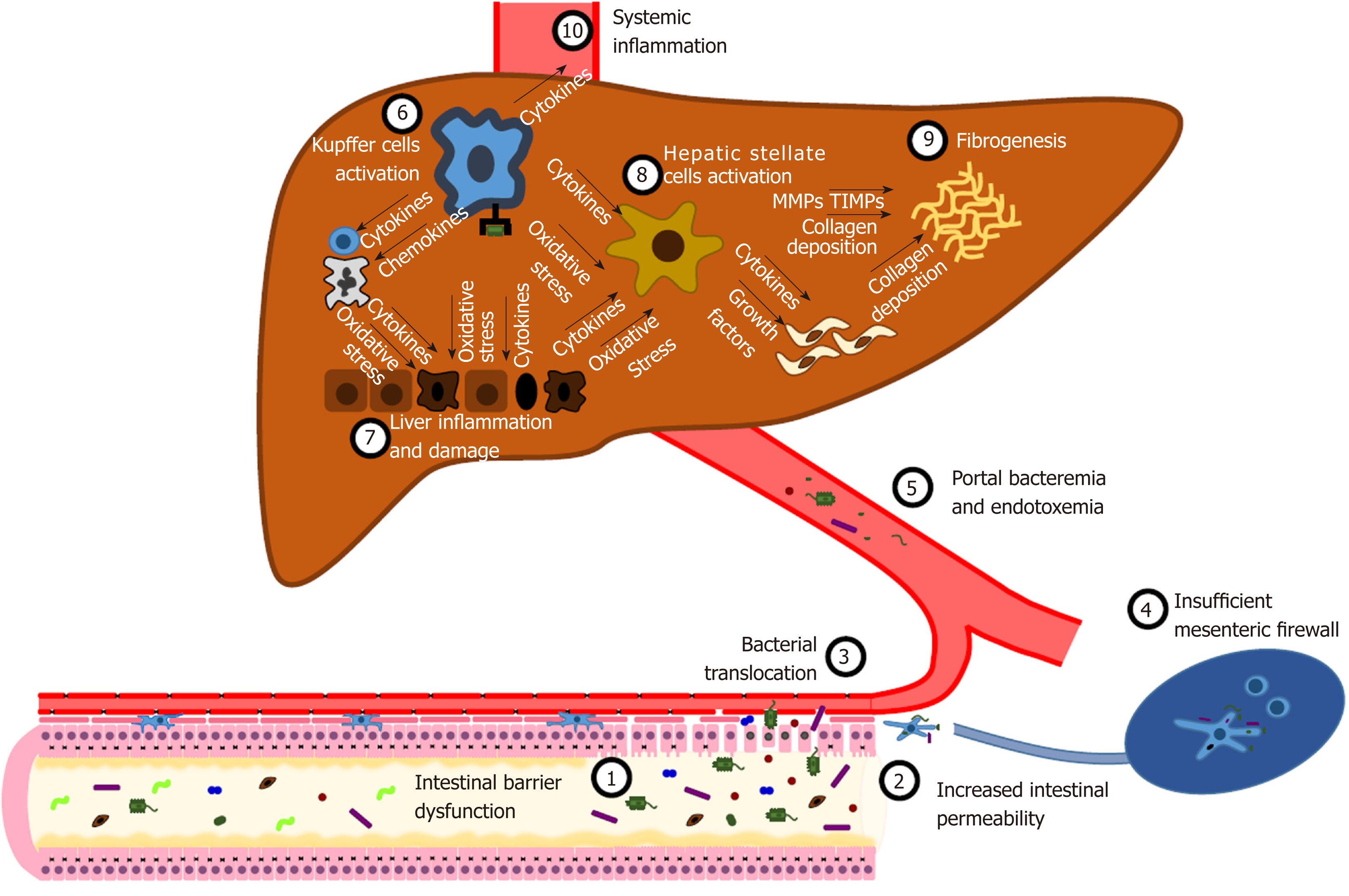 Diagram of increased intestinal permeability, bacterial translocation, and liver absorption.