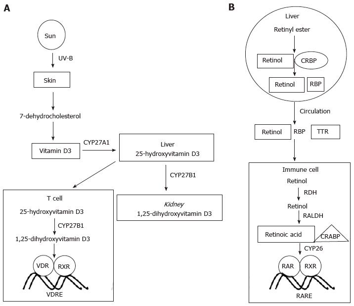 Essential Vitamins For An Effective T Cell Response