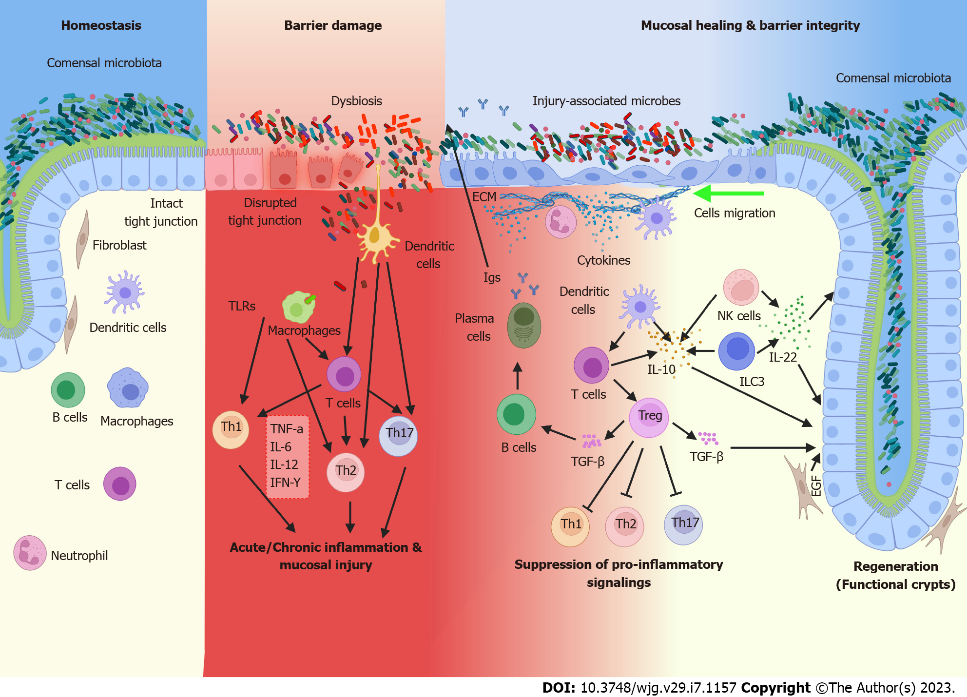 Frontiers Intestinal Mucosal Wound Healing And Barrier 51 OFF