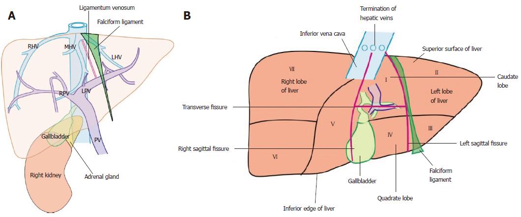 Stepwise Evaluation Of Liver Sectors And Liver Segments By Endoscopic 