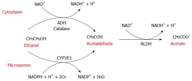 Alcohol Metabolism Chart