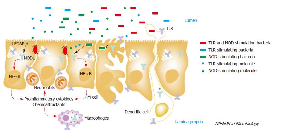 Role of Toll-like receptors in health and diseases of gastrointestinal ...