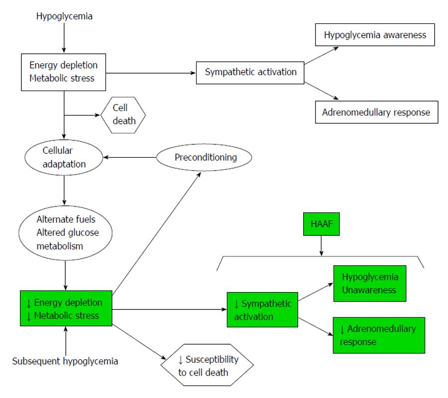 Hypoglycemic unawareness and physical activity