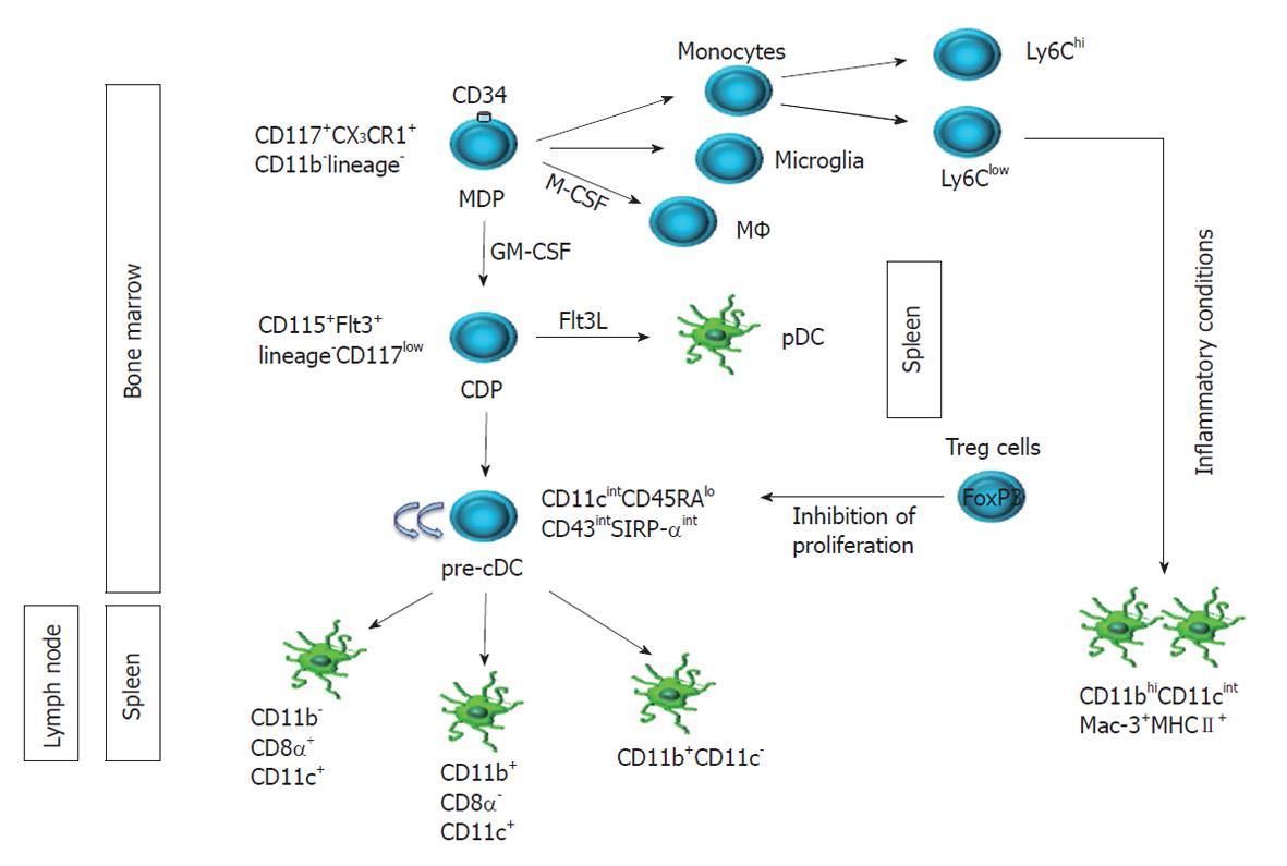 Intestinal dendritic cells in the pathogenesis of inflammatory bowel ...