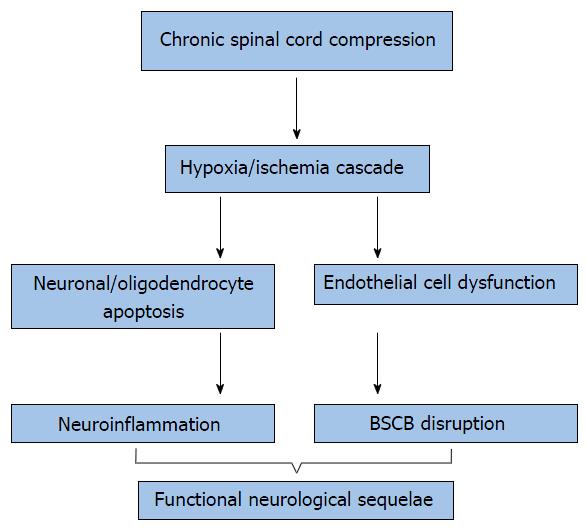 can cervical myelopathy cause death