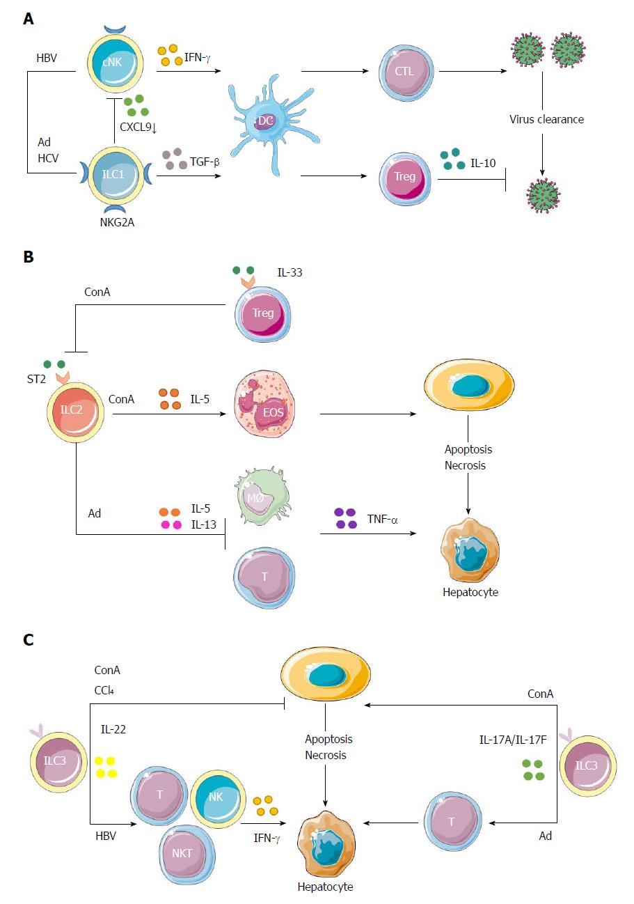 Ambiguous roles of innate lymphoid cells in chronic development of ...