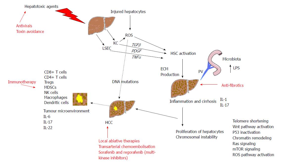 Carcinogenesis on the background of liver fibrosis: Implications for ...