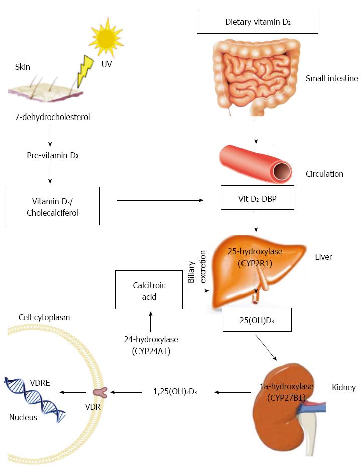 Vitamin D A New Player In Non Alcoholic Fatty Liver Disease