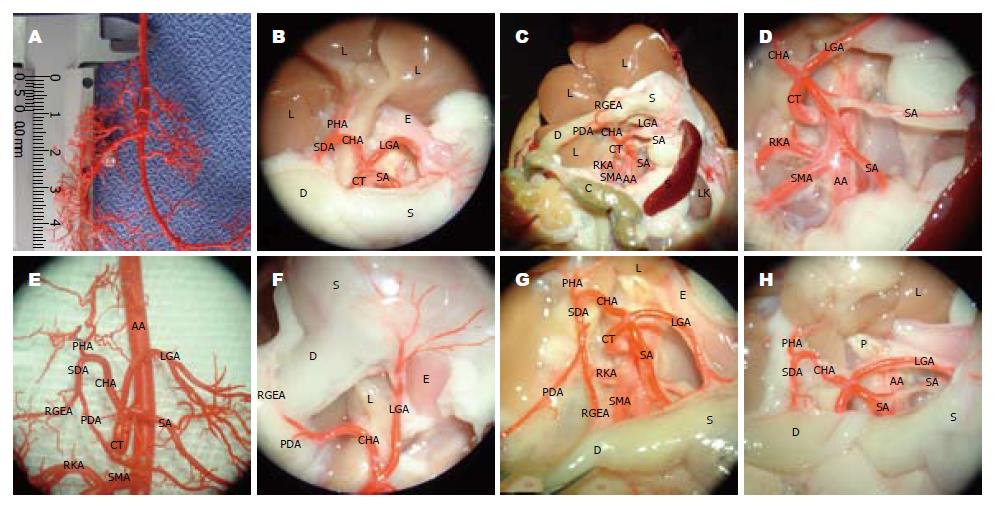 Wistar大鼠腹腔干及其分支动脉的实验解剖学特征