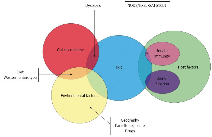 Role Of The Gut Microbiota In Inflammatory Bowel Disease Pathogenesis What Have We Learnt In The Past 10 Years