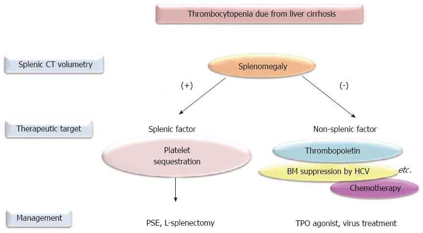 of mechanisms thrombocytopenia 4 due A liver thrombocytopenia cirrhosis: of Management to