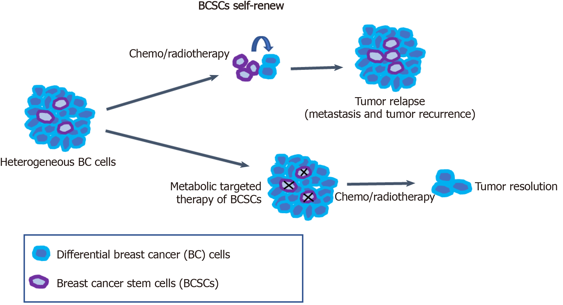 Advance In Metabolism And Target Therapy In Breast Cancer Stem Cells