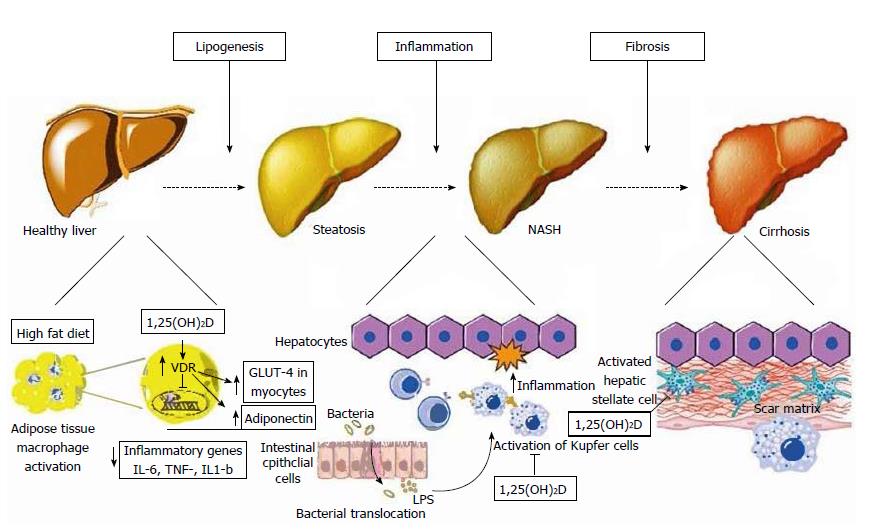 Vitamin D levels do not predict the stage of hepatic fibrosis in ...