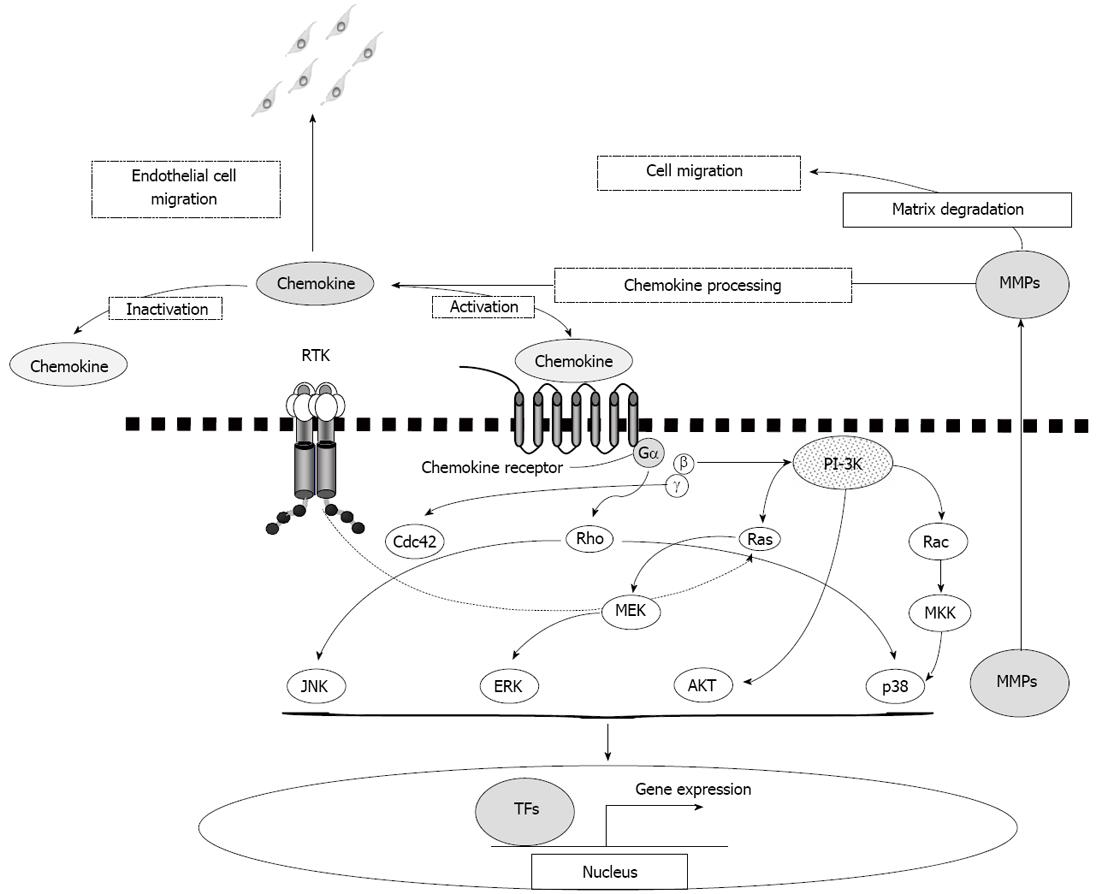 Herpes simplex virus enhances chemokine function through modulation of  receptor trafficking and oligomerization