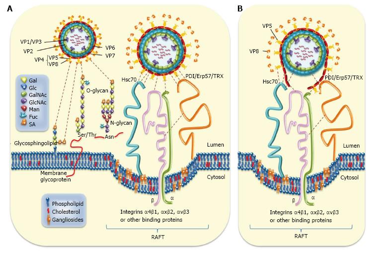 Inflammatory and oxidative stress in rotavirus infection