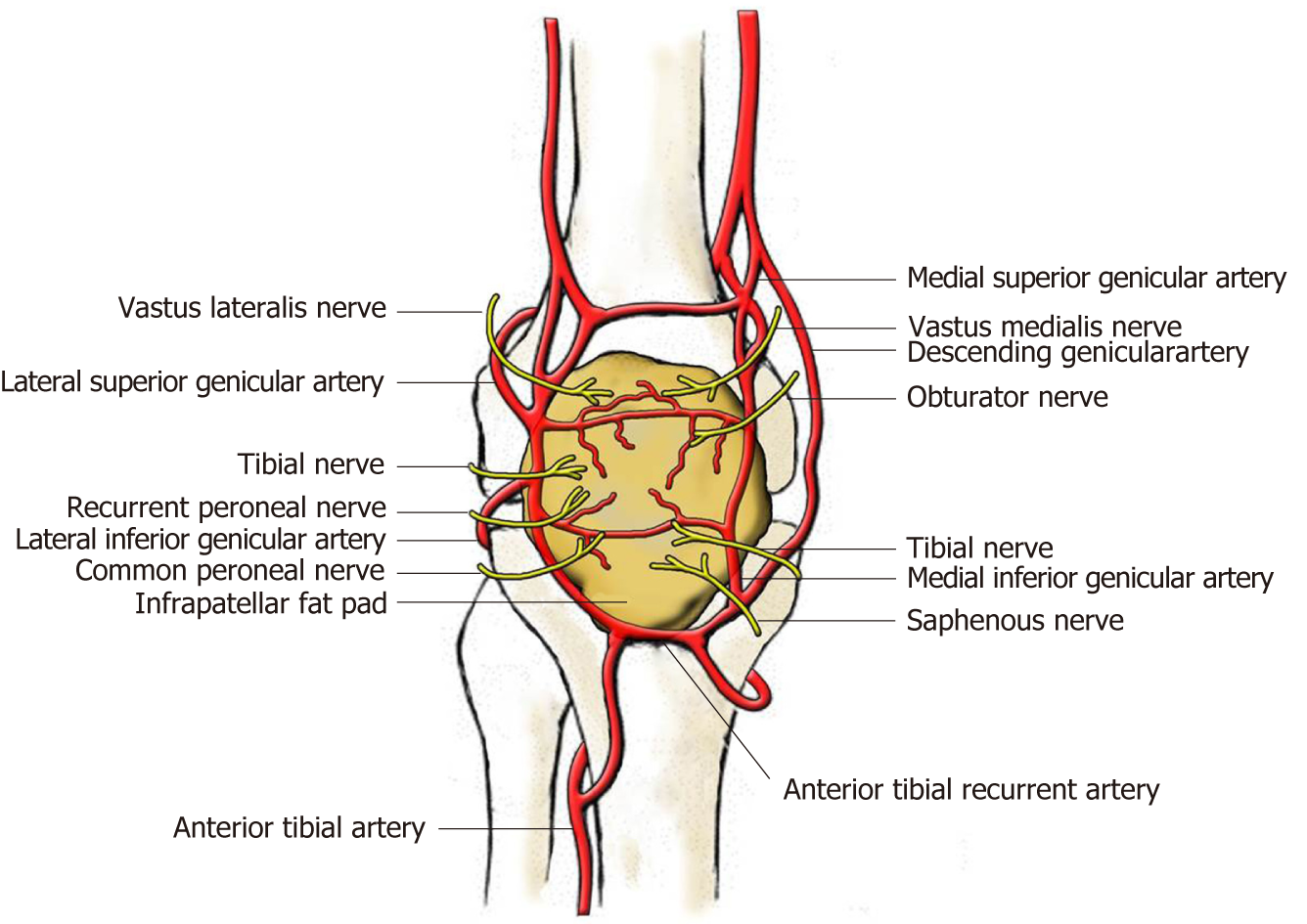 Role Of Infrapatellar Fat Pad In Pathological Process Of Knee