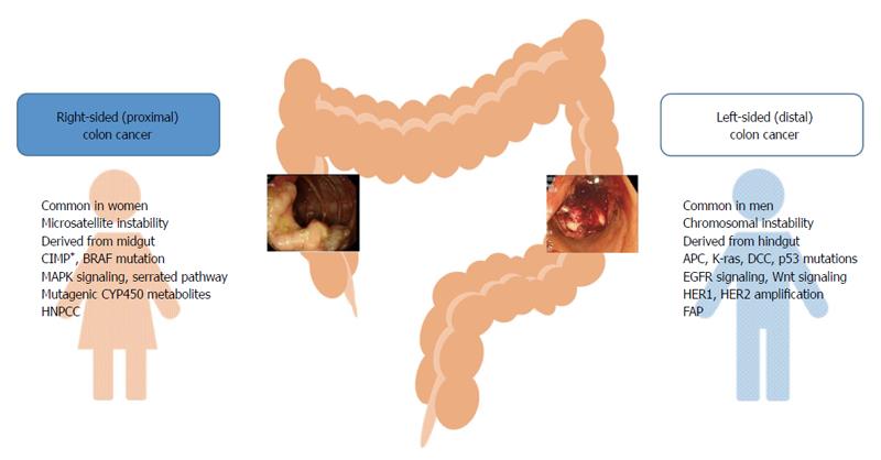 Sex And Gender Specific Disparities In Colorectal Cancer Risk 