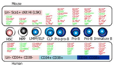 Early B lymphocyte development: Similarities and differences in