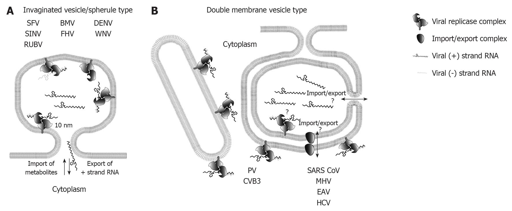 Architecture And Biogenesis Of Plus Strand Rna Virus Replication Factories